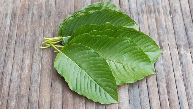 kratom leaf